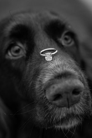 Close-up black and white photo of a dog's nose with an engagement ring.