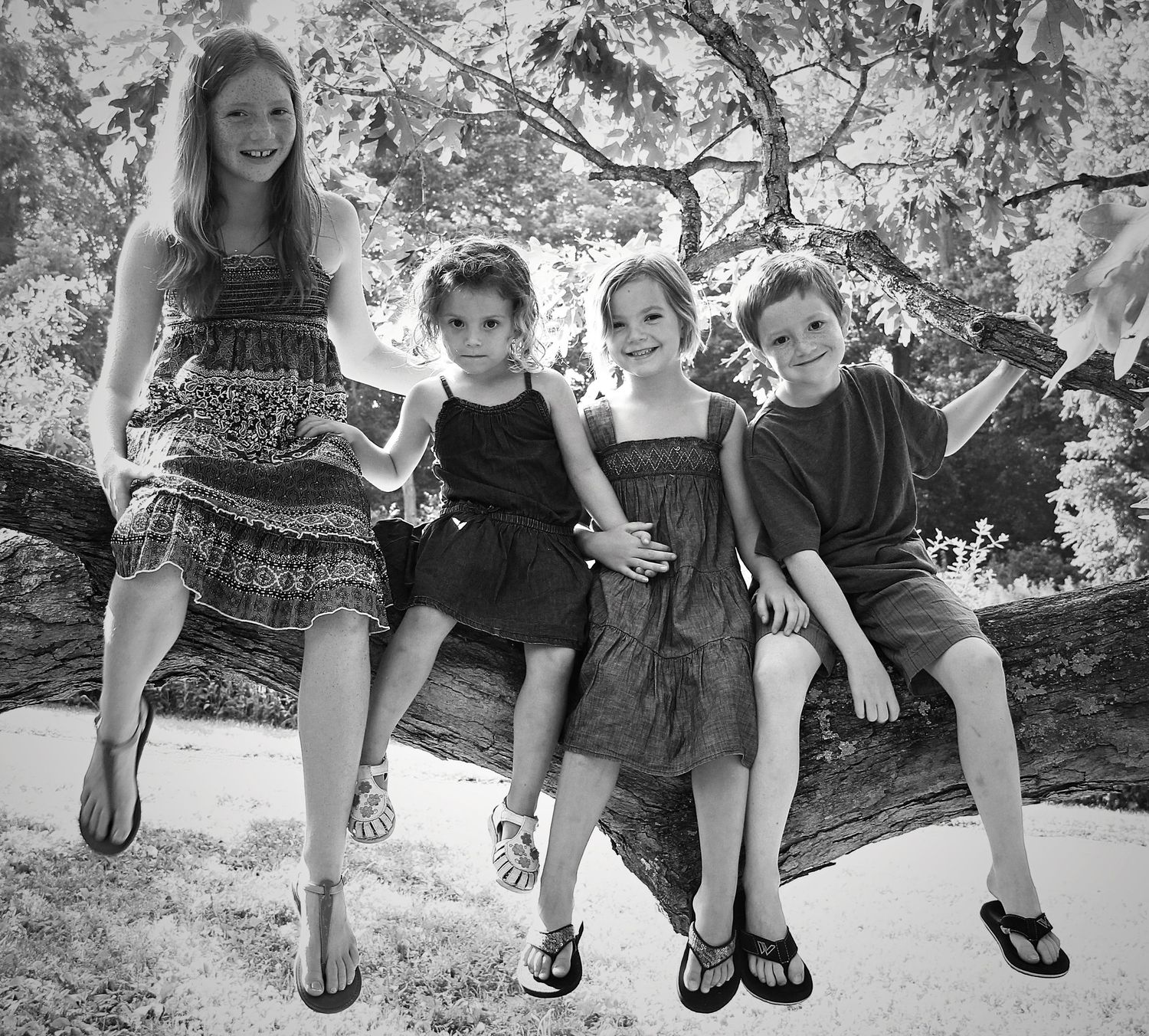 four children, siblings, sitting on a tree branch