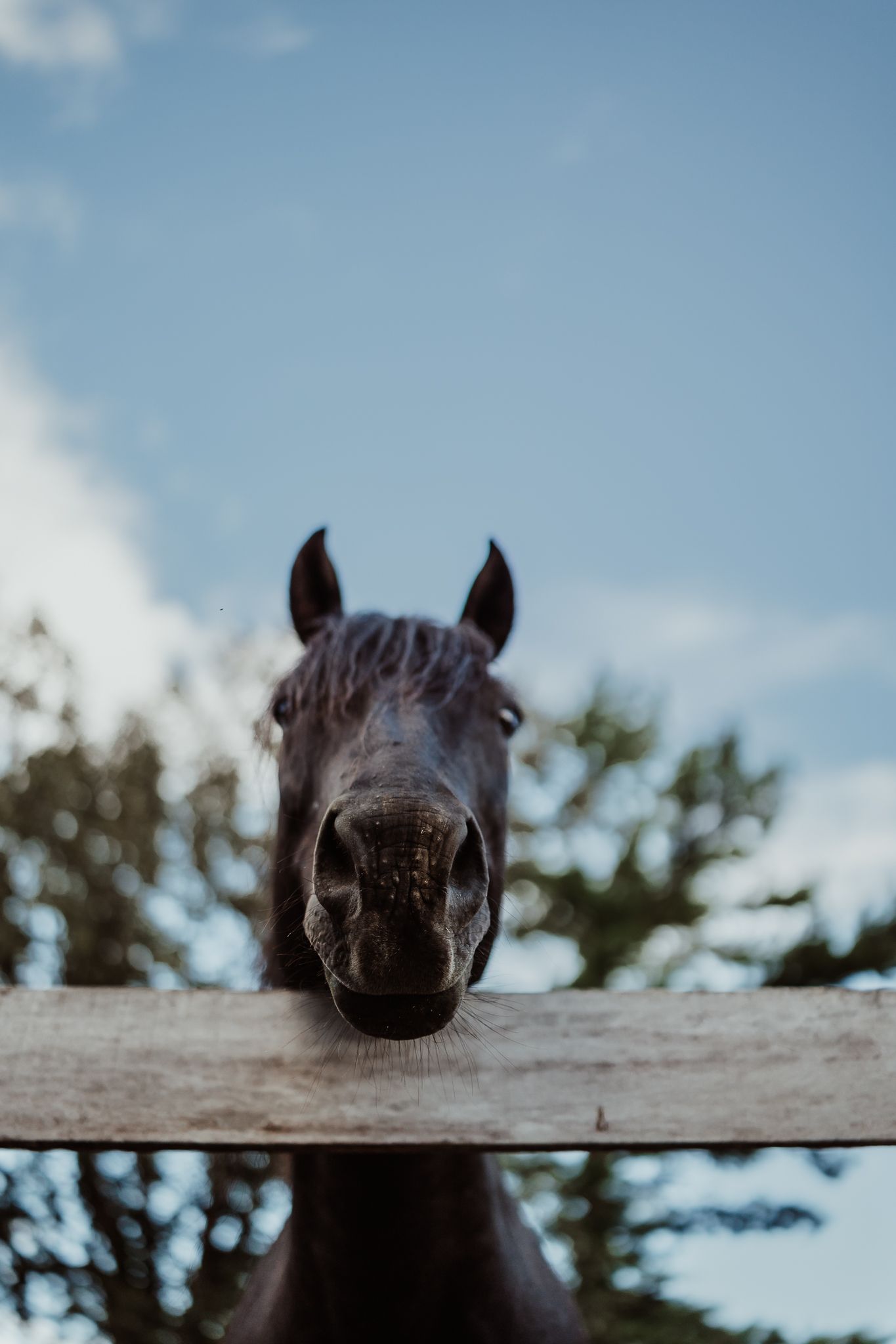 Dark horse peeking over a white wooden fence against a blue sky backdrop.