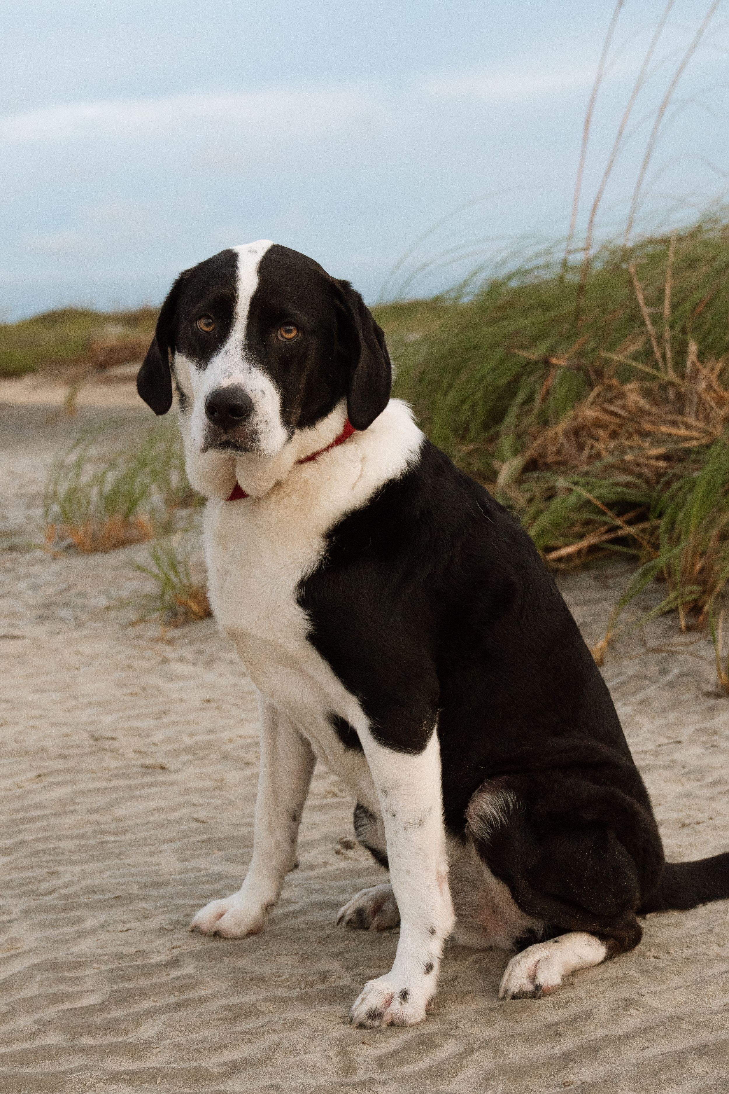 Dog on beach on saint simons island photo session Georgia St. simons family on beach for extended family picture session