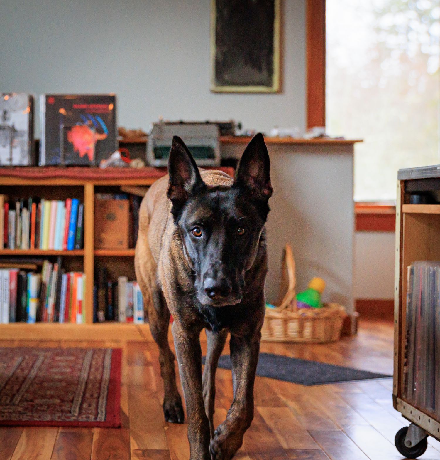 A Belgian Malinois dog walks toward the camera in a cozy home library with bookshelves.