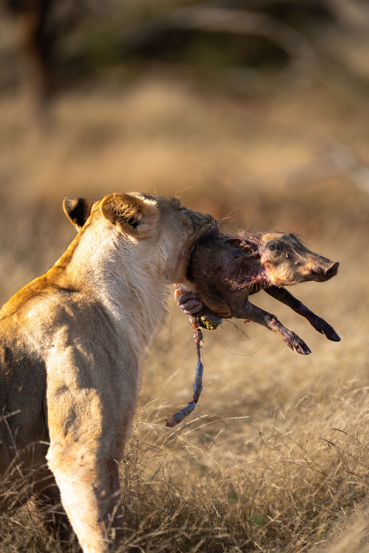 Lioness carrying captured warthog prey in savanna grassland.