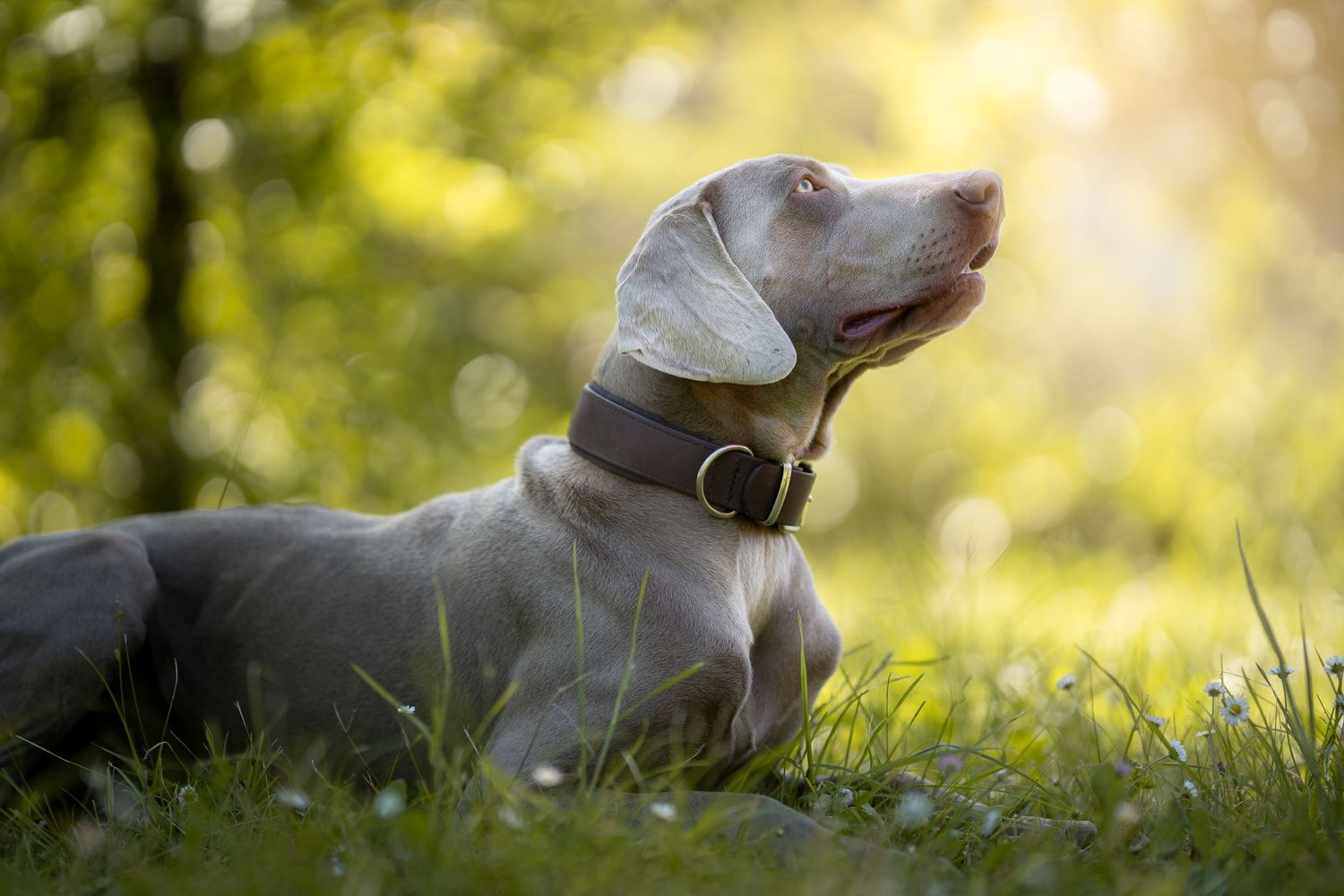foto; fotografia; cane; fotografo; fotografo Firenze; Firenze; dog; dog photographer; photo; fotografo di cani; fotografo cani; cane;