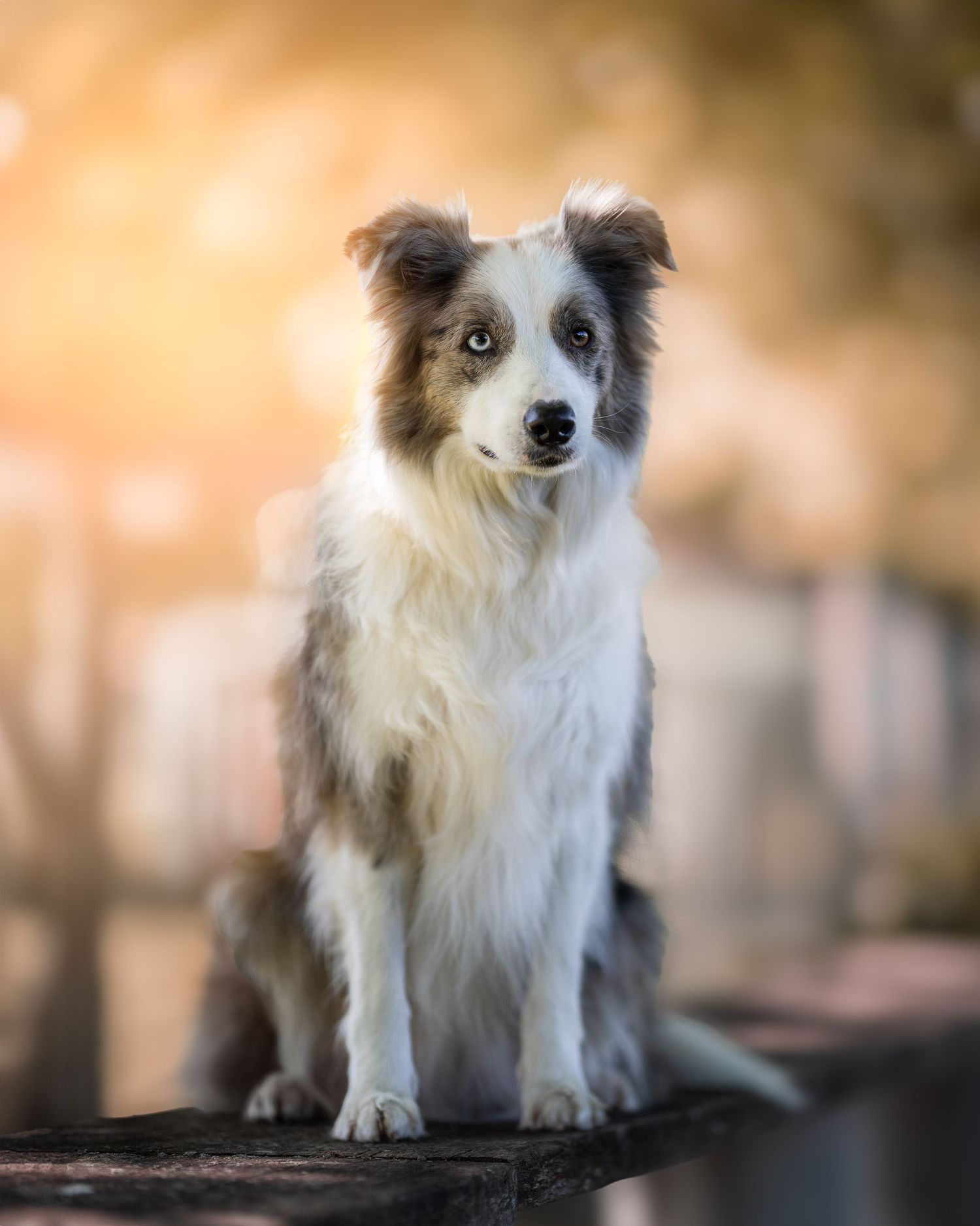 foto; fotografia; cane; fotografo; fotografo Firenze; Firenze; dog; dog photographer; photo; fotografo di cani; fotografo cani; cane;