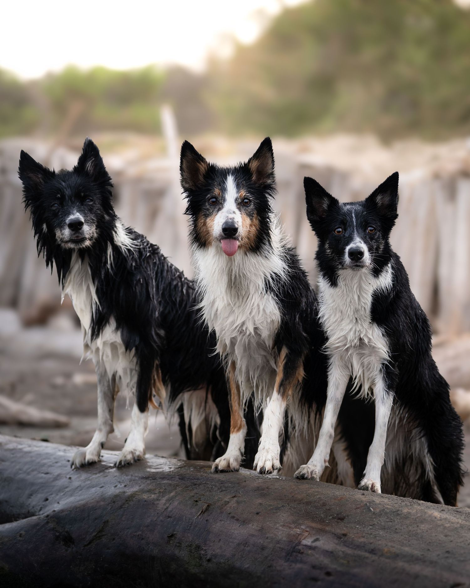 foto; fotografia; cane; fotografo; fotografo Firenze; Firenze; dog; dog photographer; photo; fotografo di cani; fotografo cani; cane;