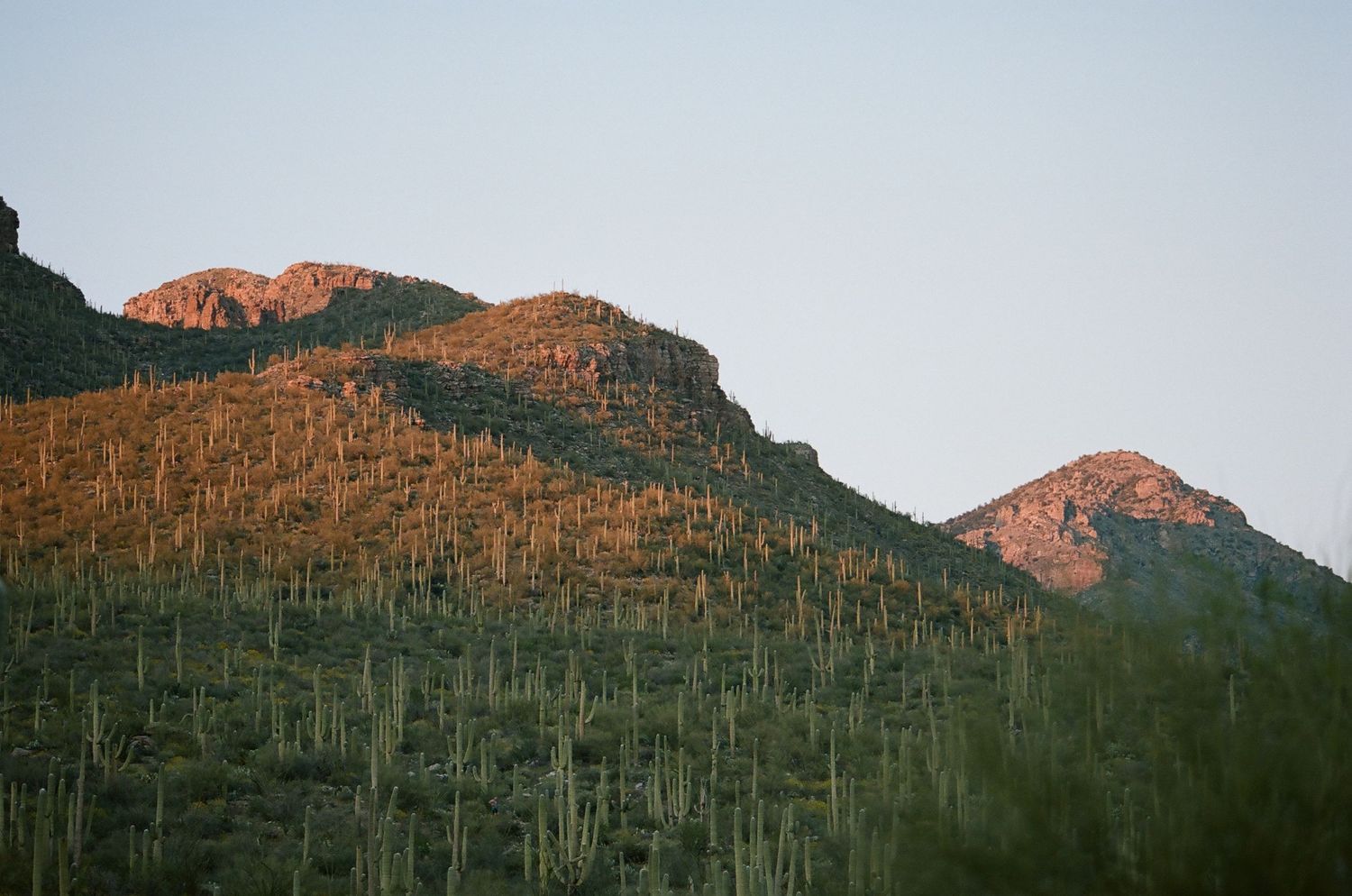 Golden sunlight illuminates towering saguaro cacti and rocky mountain peaks in the desert.