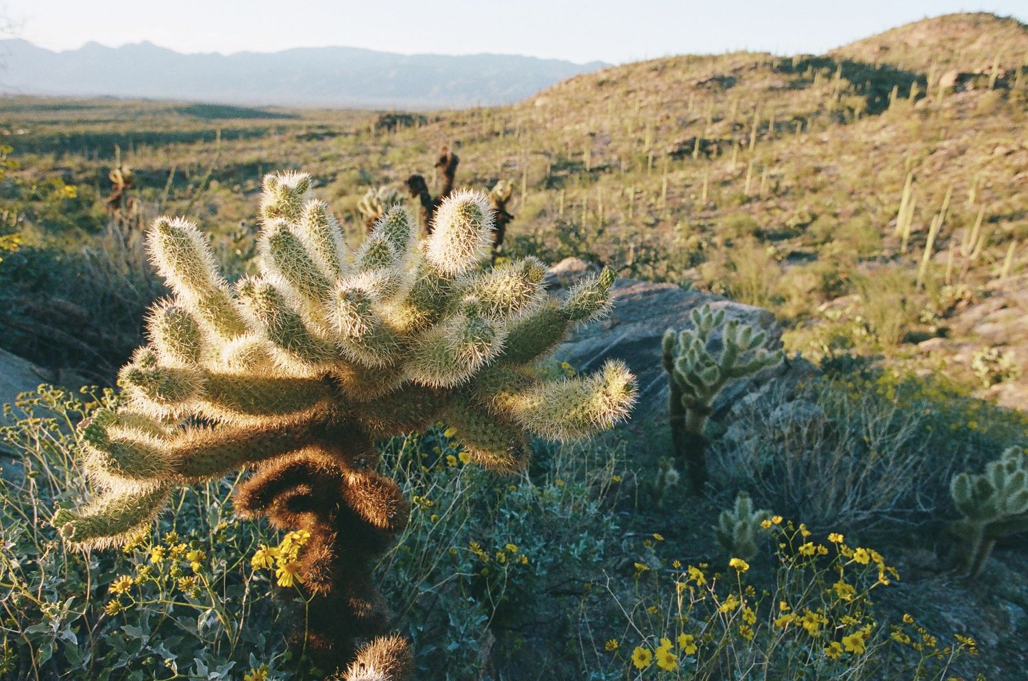 Desert landscape with cholla cacti glowing in warm sunlight against mountain backdrop.