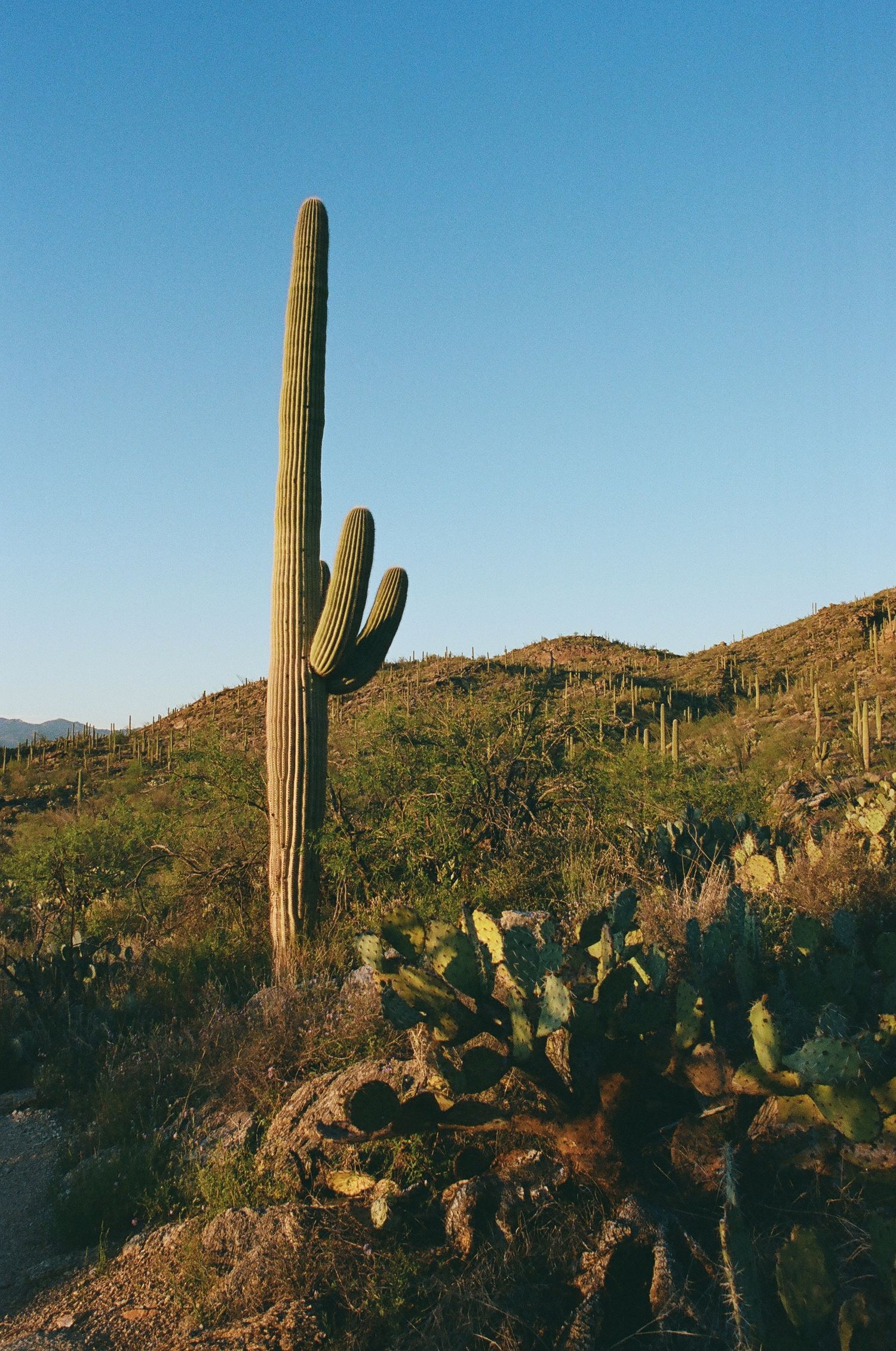 Majestic saguaro cactus stands tall against blue sky in rocky desert terrain.
