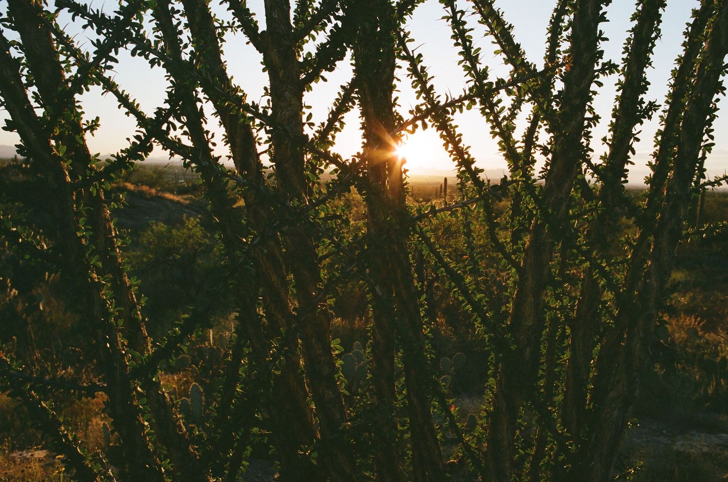Silhouetted ocotillo branches frame setting sun in desert landscape.