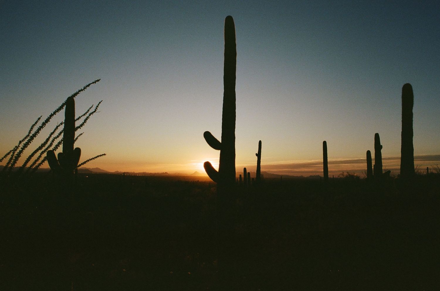 Saguaro cacti silhouettes stand against dusky desert sky at sunset.