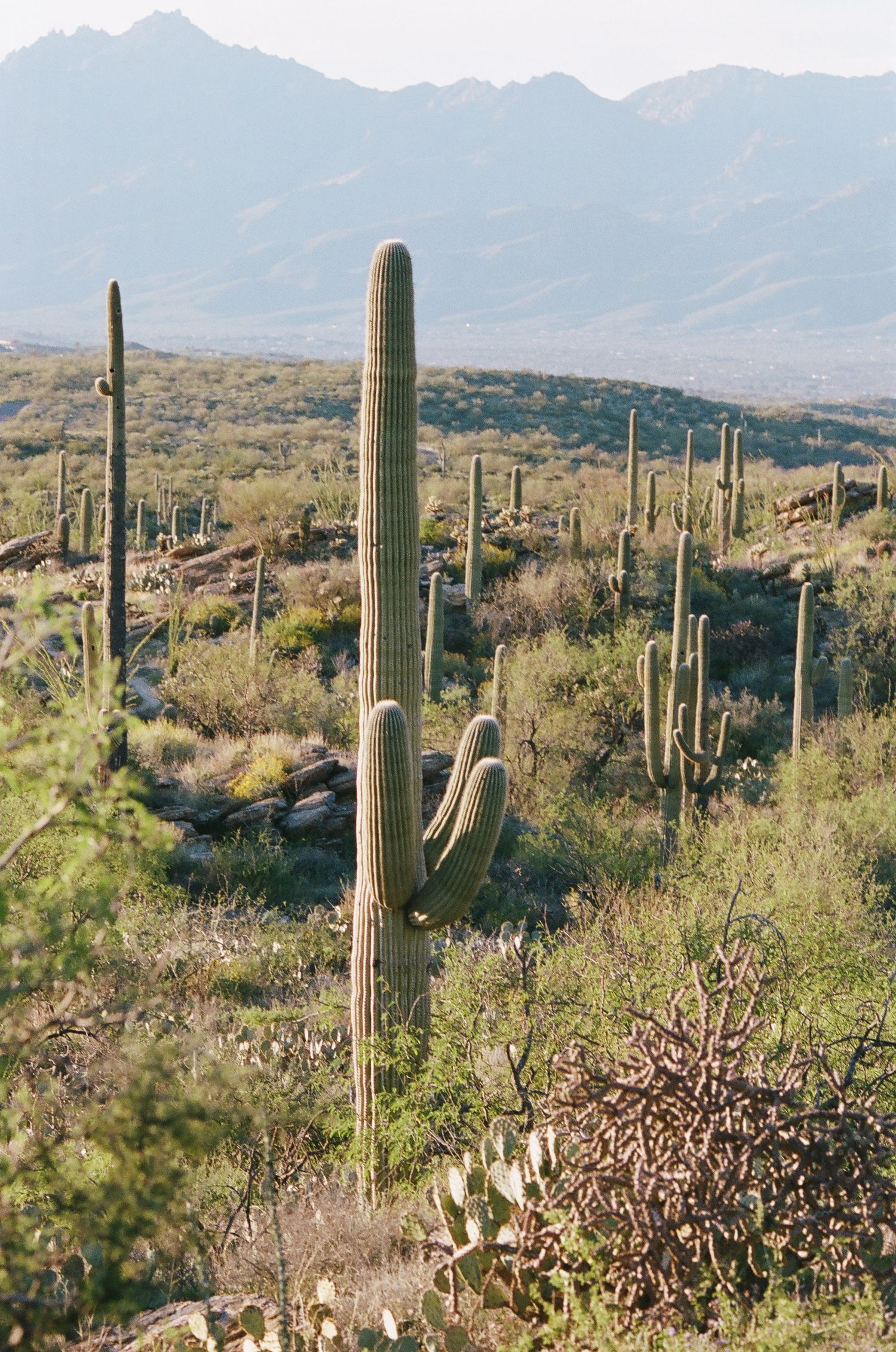 Scattered saguaro cacti dot desert hillside with mountain range in background.