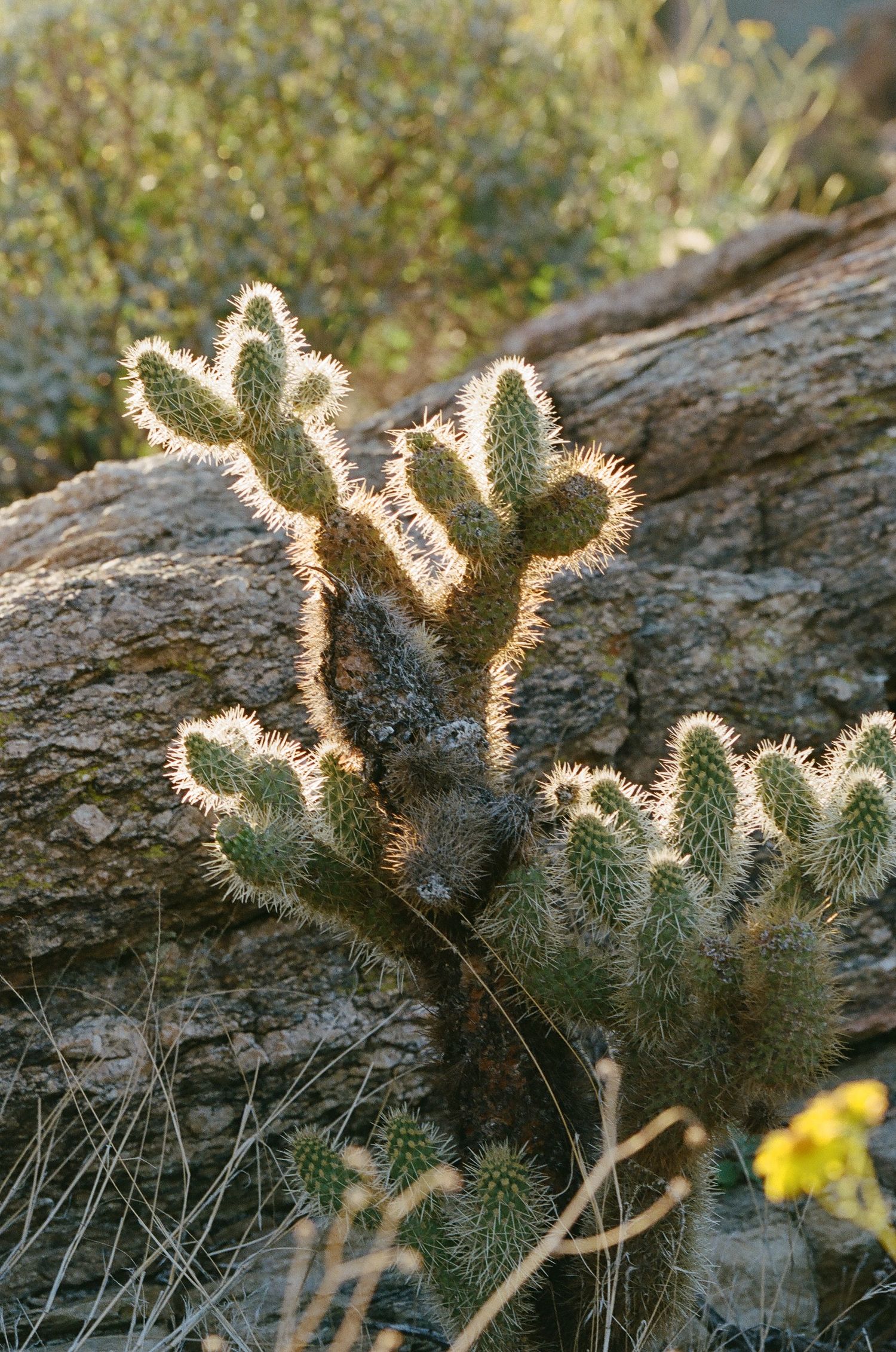 Backlit cholla cactus glows with spiny detail in desert sunlight.