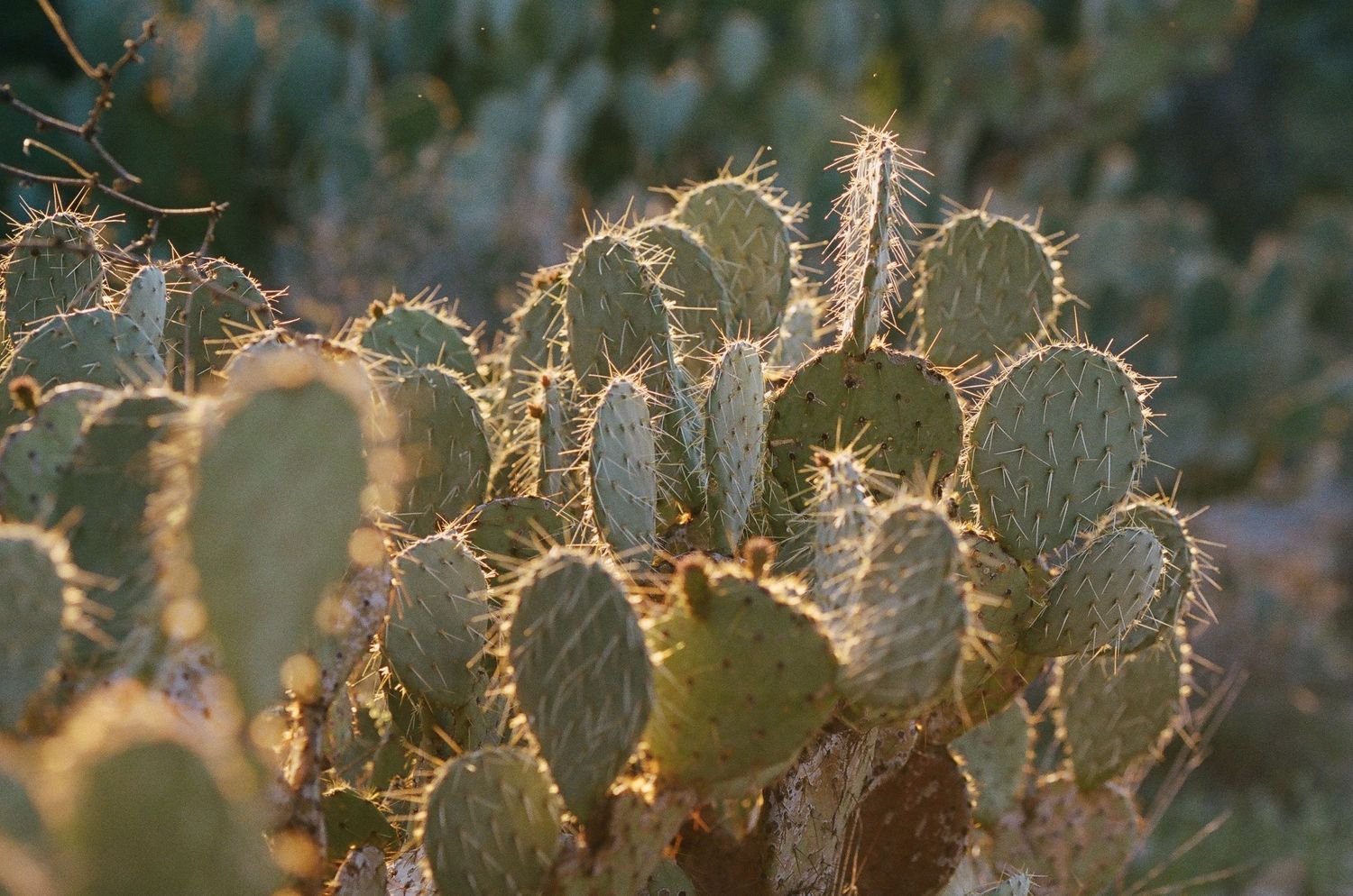 Desert prickly pear cactus pads glow with golden rim lighting at sunset.