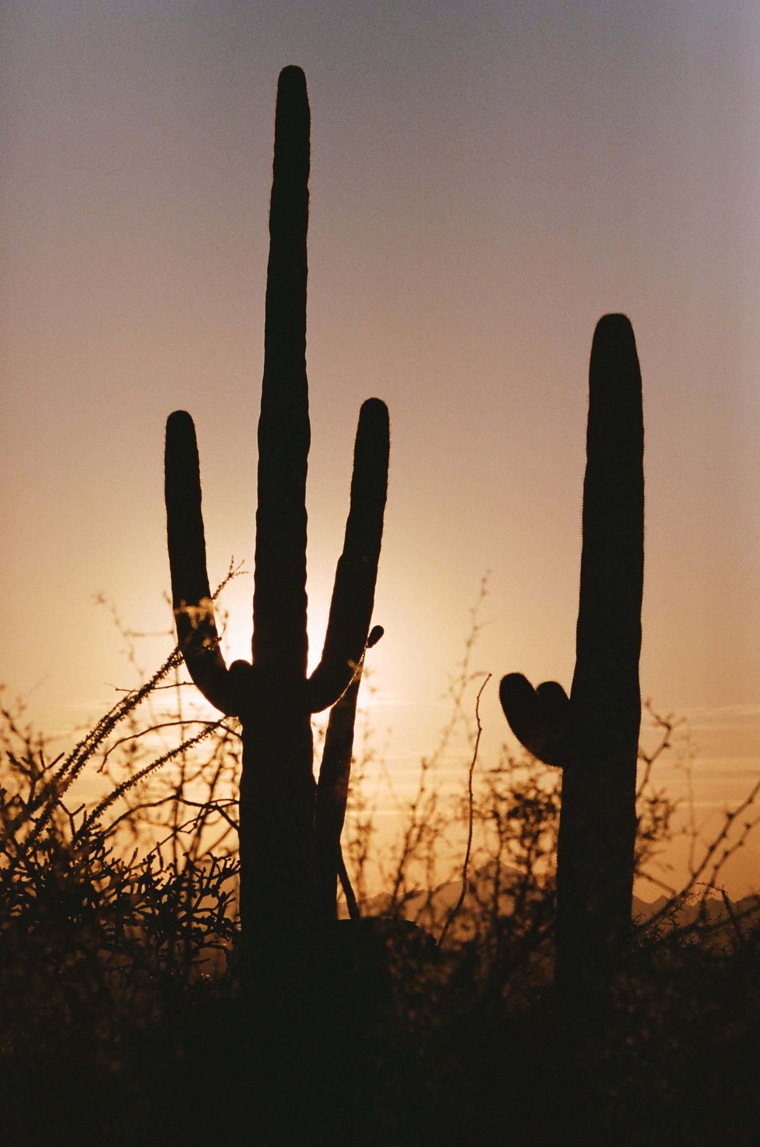 Silhouettes of tall saguaro cacti against a warm sunset sky in the Sonoran Desert.