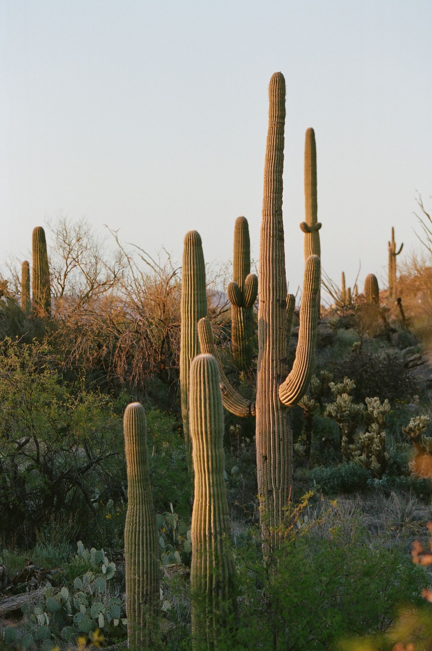 Row of tall saguaro cacti stand guard in desert scrubland during golden hour.