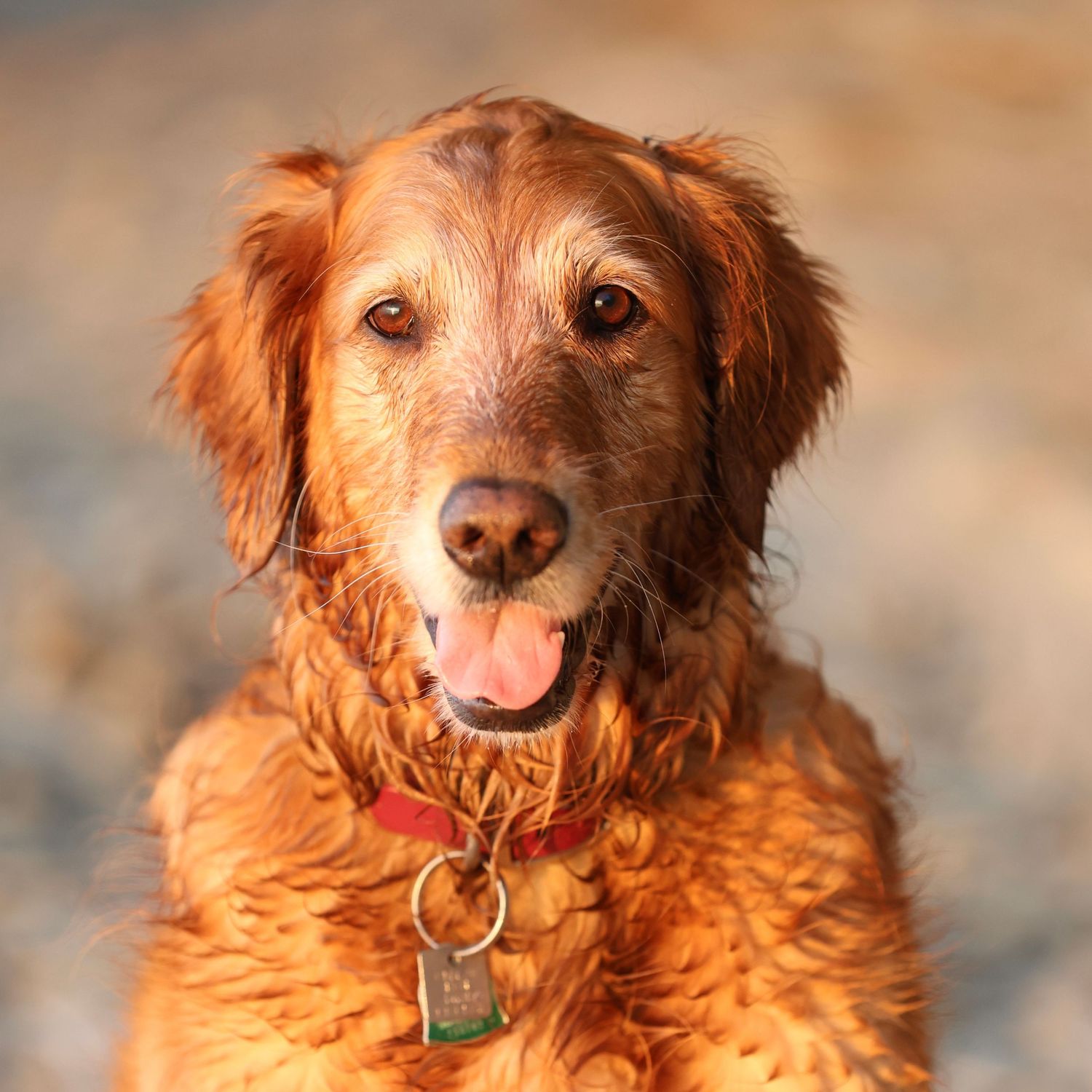wet golden retriever on a beach