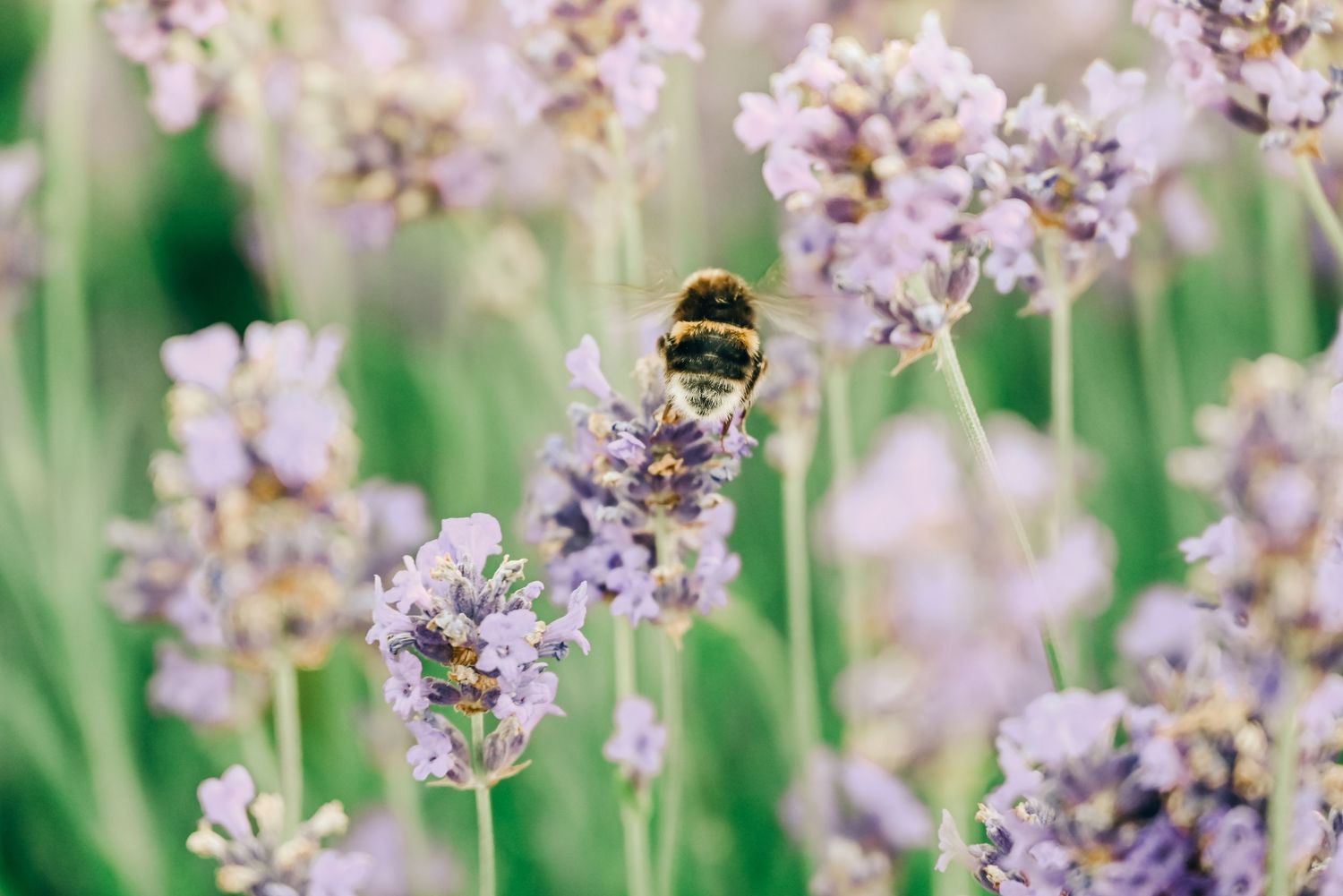 A fuzzy bumblebee collects pollen while perched on delicate purple lavender blooms in a garden setting.