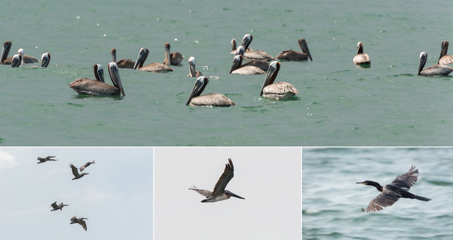 Group of pelicans swimming and flying over turquoise waters.