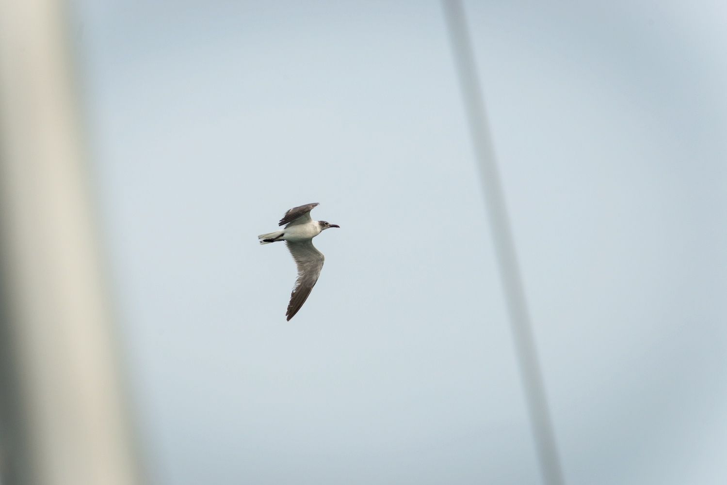 Seagull soaring against cloudy sky with rigging visible.