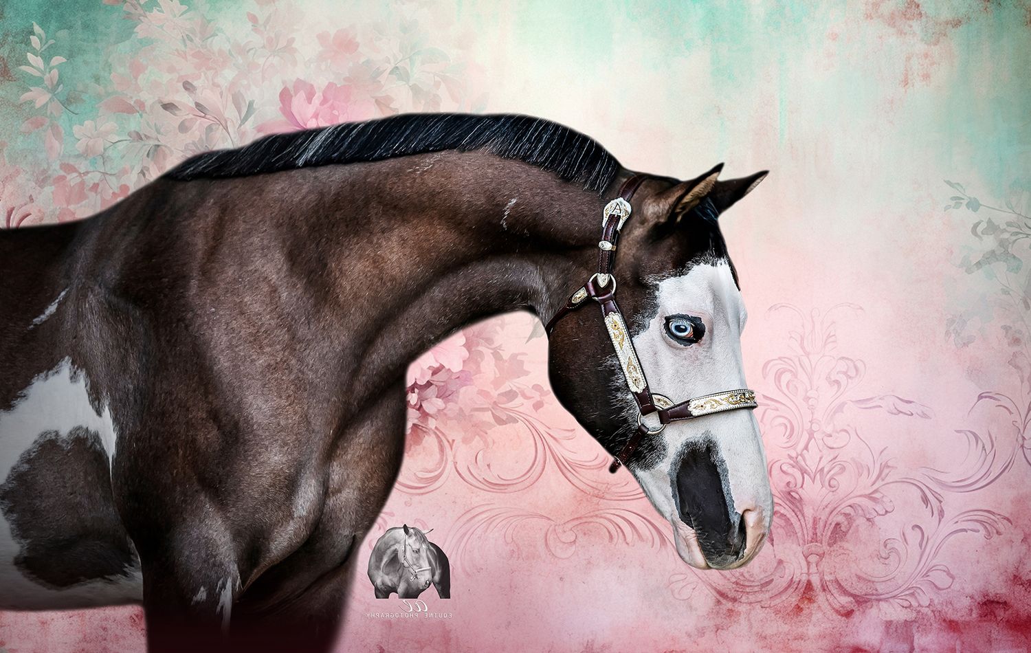 Dramatic equine fine art portraits, highlighting your horse's elegance. Equine black background photographer. Fraser Valley, BC.
