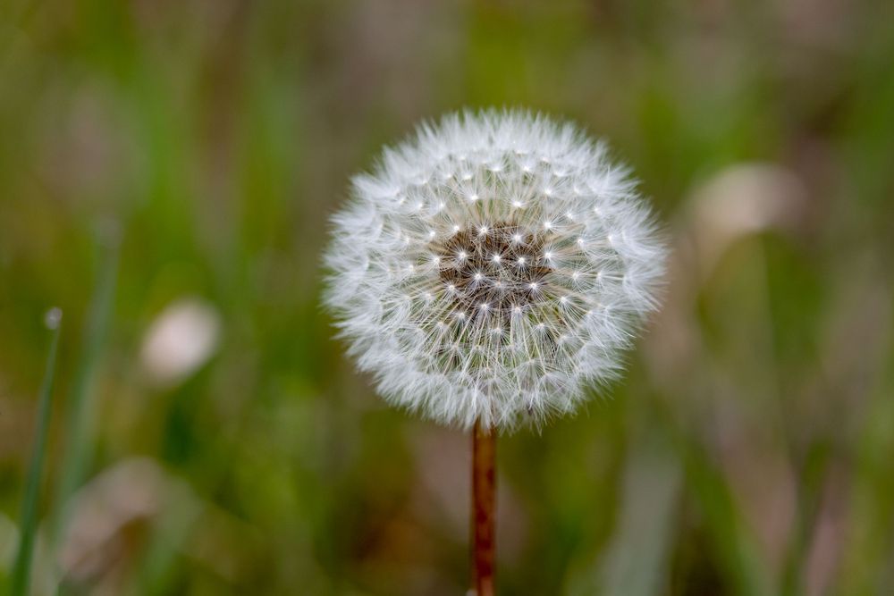 A dandelion