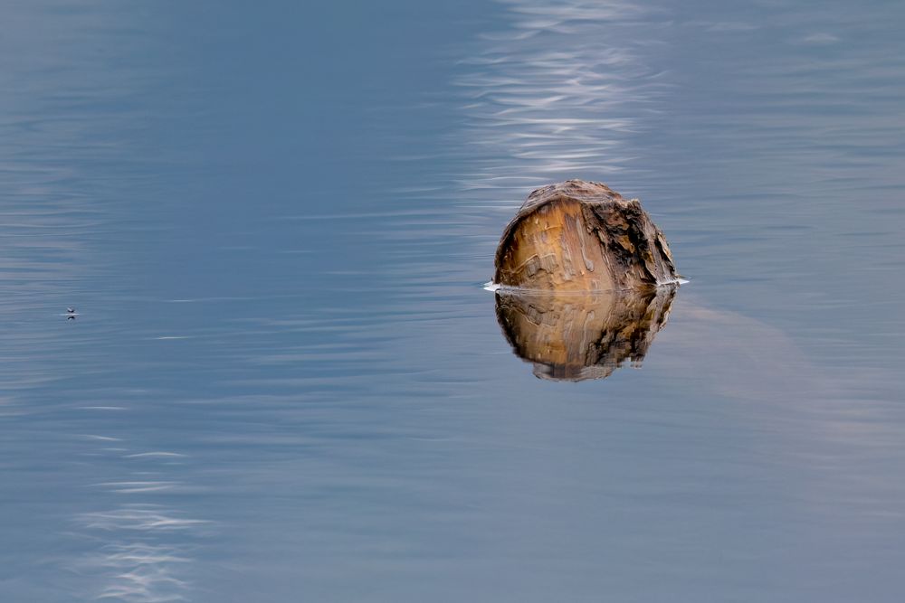 Log with mini insect and light causing soft reflections