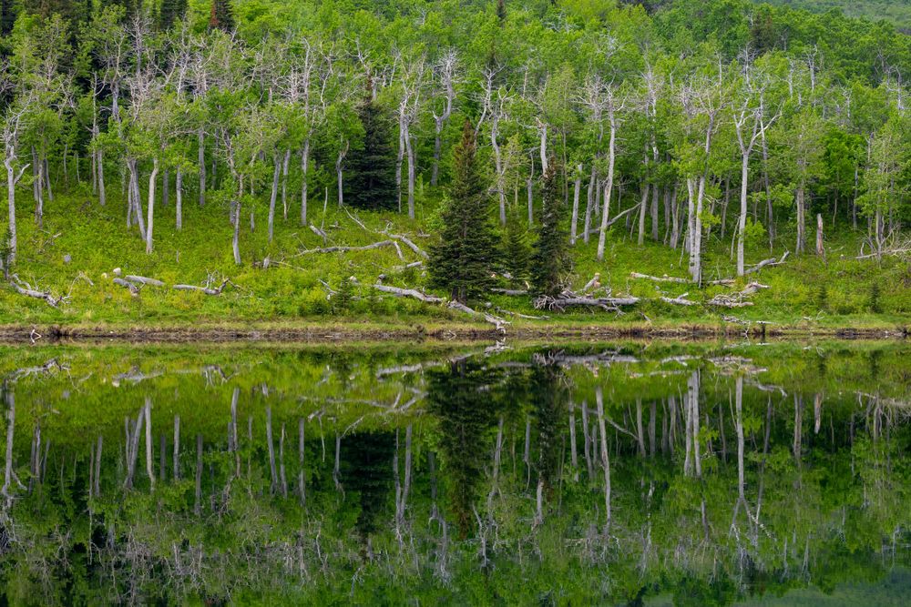 Trees make interesting reflections in the water