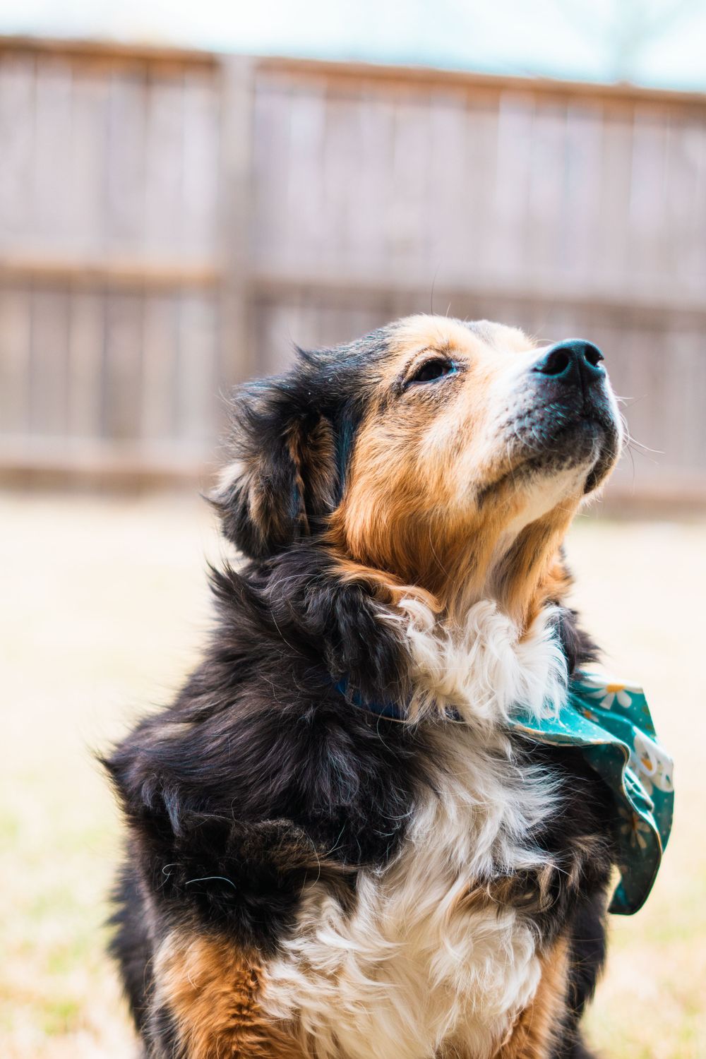Bernese Mountain Dog looking up with a bandana while standing outdoors.