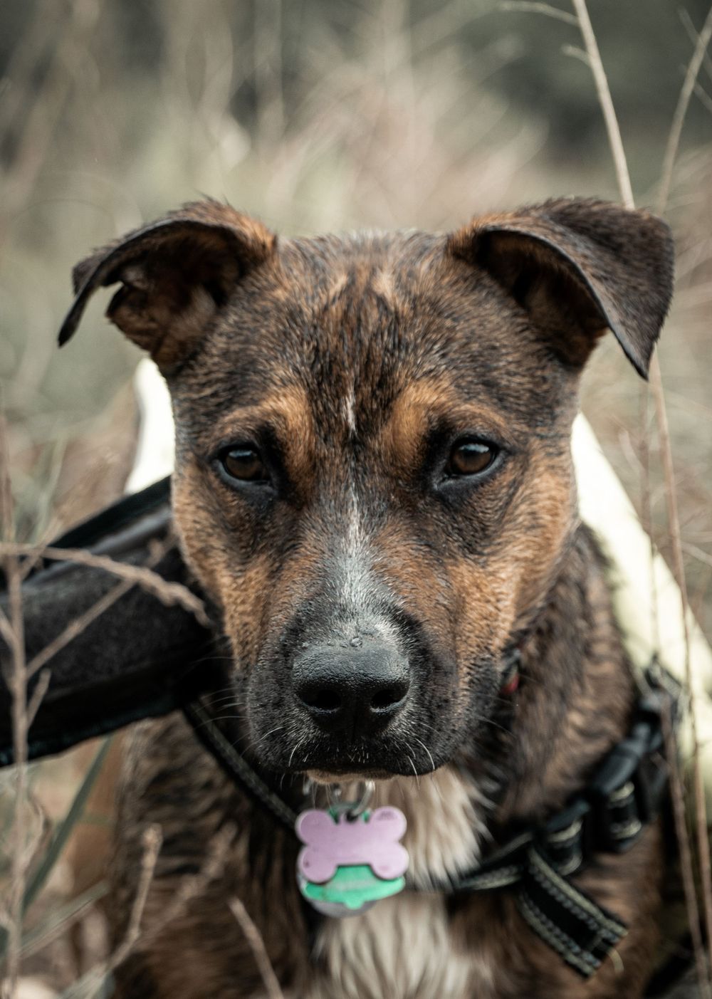 Mixed breed dog with brindle coat and brown markings wearing a bone-shaped tag.