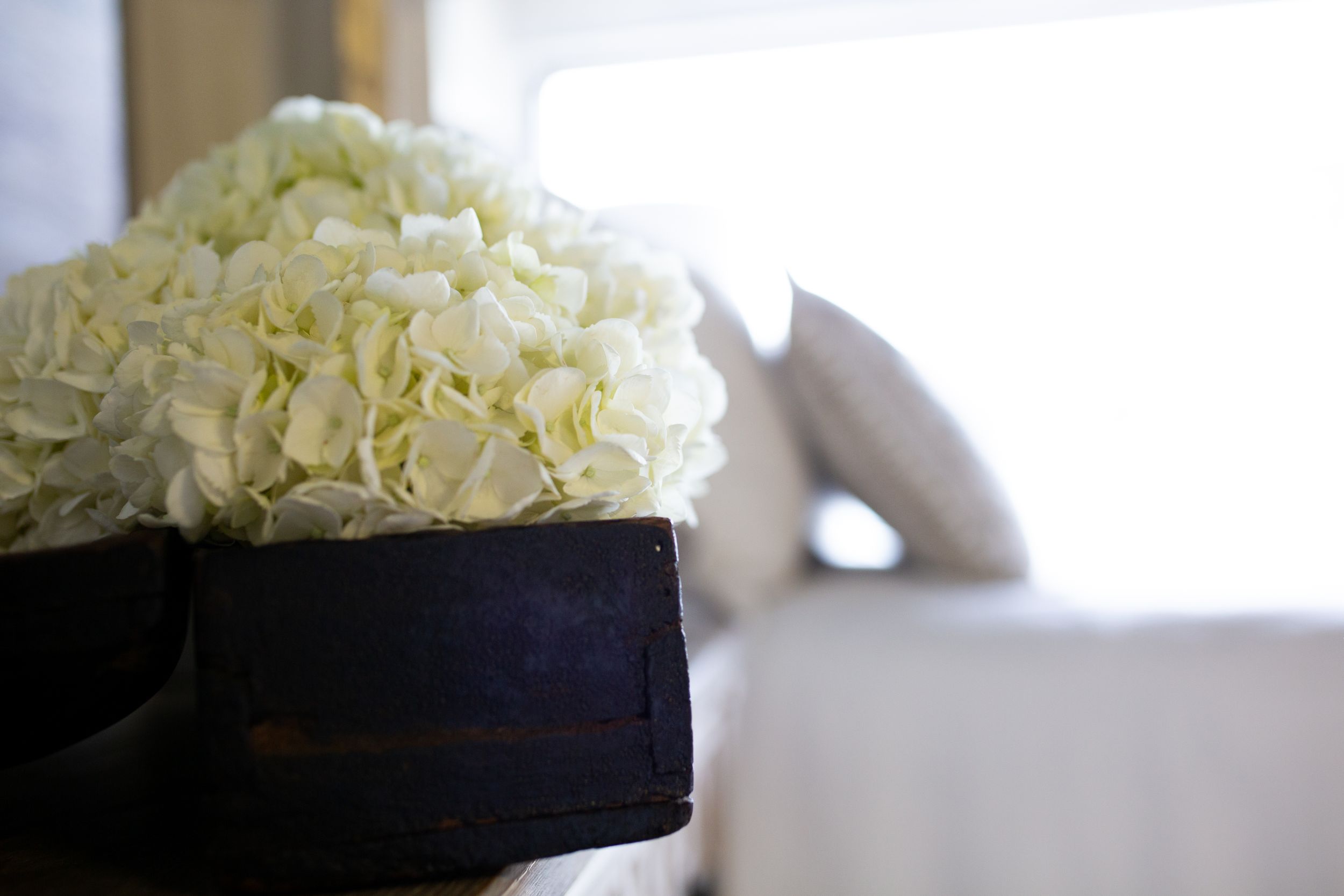 White hydrangeas arranged in a black vase with soft, bright window light in the background.
Commercial Photography