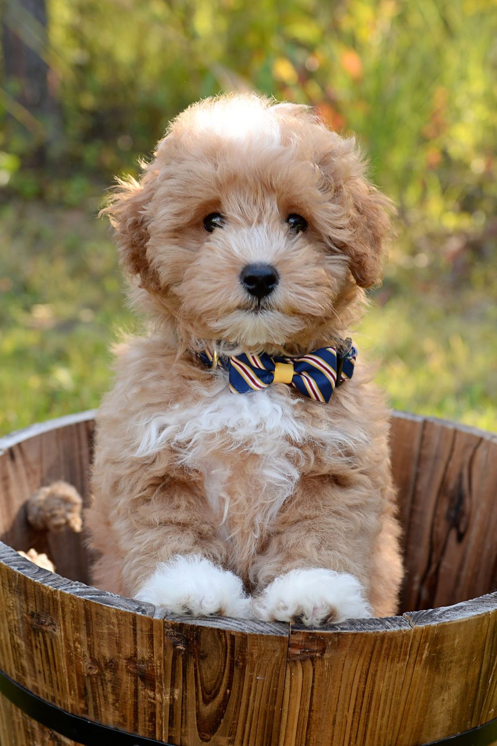 Adorable fluffy puppy wearing navy bow tie sitting in rustic wooden barrel outdoors.