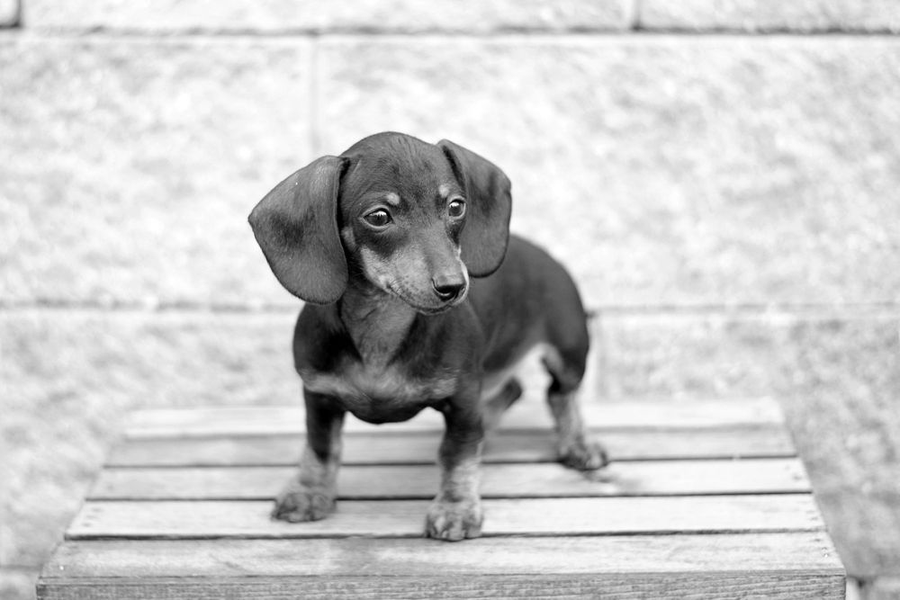Black and white portrait of dachshund puppy lying on striped surface.