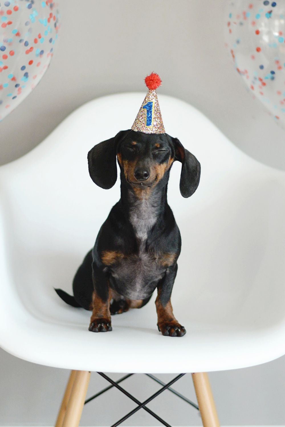 Dachshund wearing party hat sitting on modern white chair with confetti background.