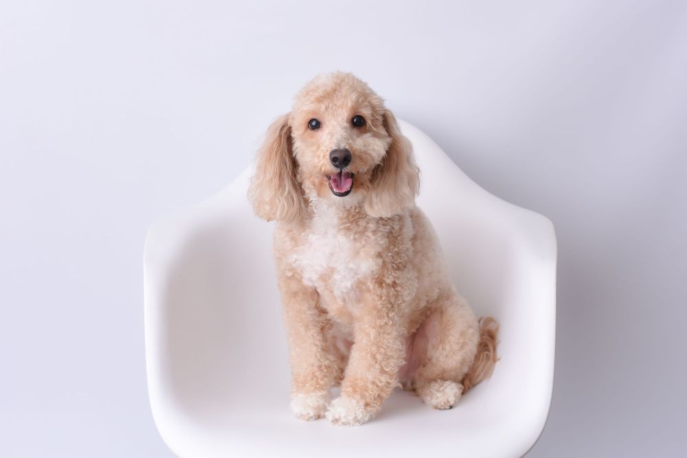 Cute cream-colored teddy bear dog posing on white modern chair.