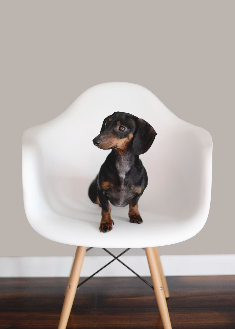Black and tan dachshund sitting on white modern chair with wooden legs.