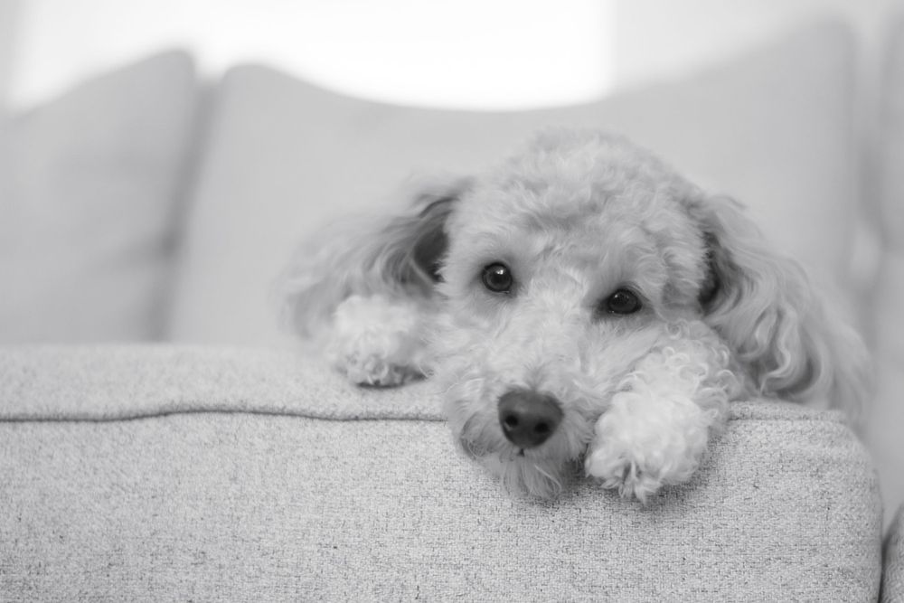 Adorable white fluffy dog resting on white surface in monochrome style.
