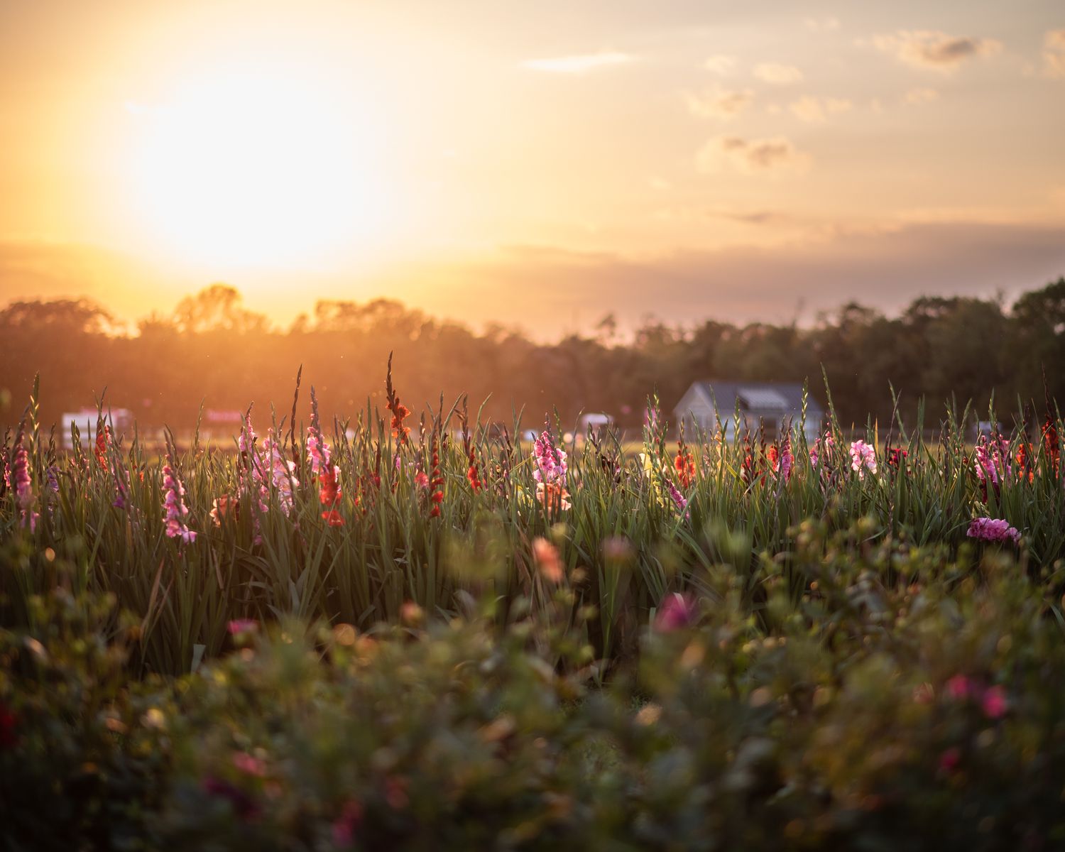 Colorful gladiolas wave in a field of wildflowers at sunset at Holland Ridge Farms in this landscape photo,