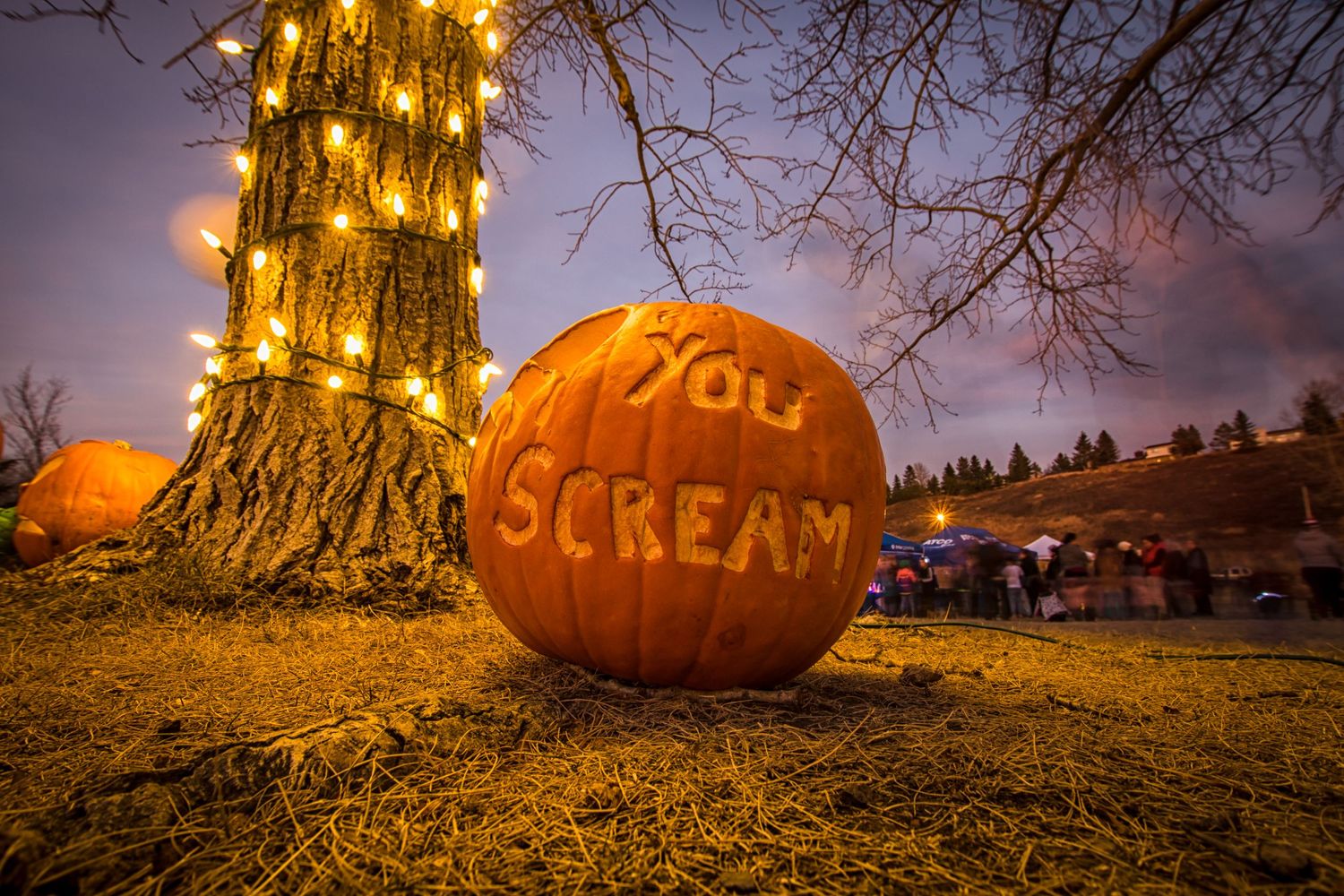 Carved Halloween pumpkin reading You Scream beside a light-wrapped tree at dusk.