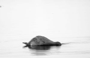 Graceful swan gliding across misty water at dawn creating a serene reflection.
