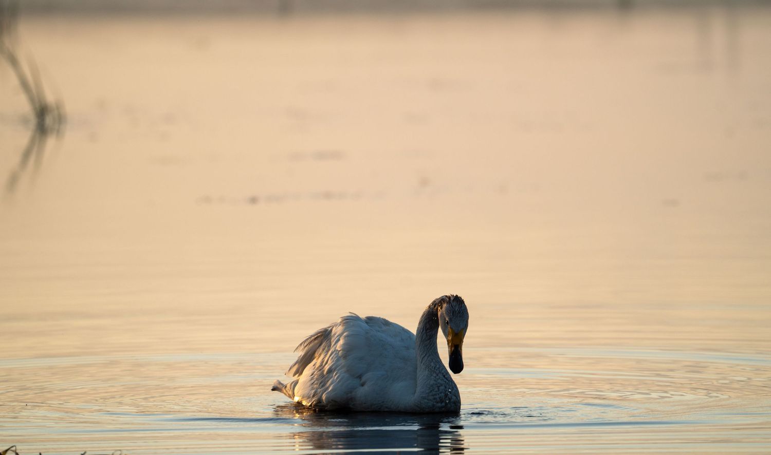 Swan gliding peacefully on still water during golden hour.