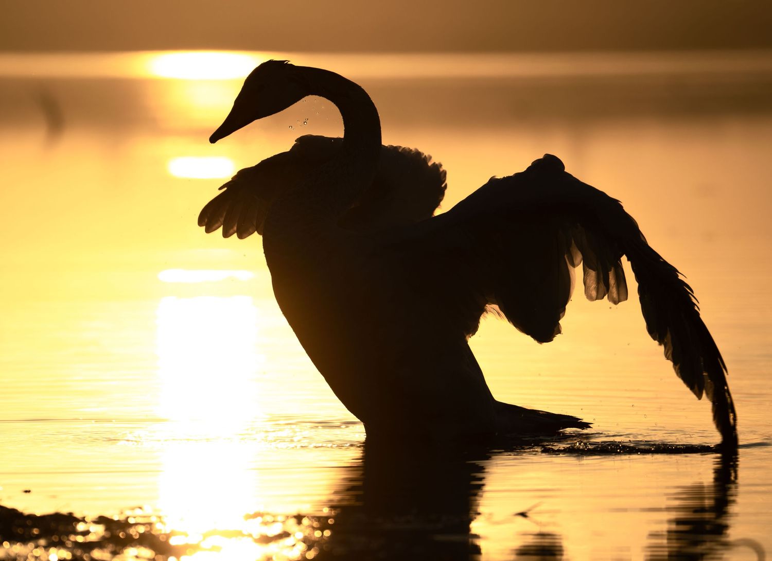 Dramatic silhouettes of birds against an orange sunset sky over water.