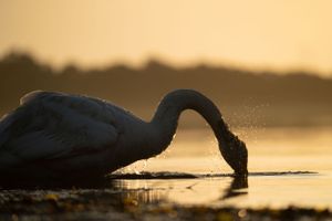 Silhouette of a swan swimming in golden sunset waters.