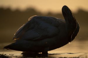Swan silhouette floating on tranquil water during golden hour.