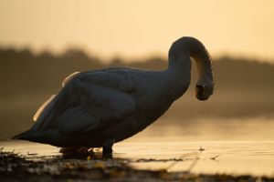 Dark silhouette of a swan against warm orange sunset light on calm water.