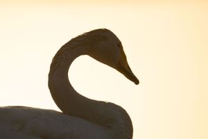 Elegant swan silhouette with curved neck against golden sky at dusk.