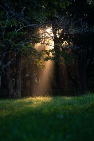 Sunbeams pierce through dense forest trees creating dramatic rays of light.