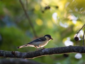 Small bird perched on tree branch among green foliage.