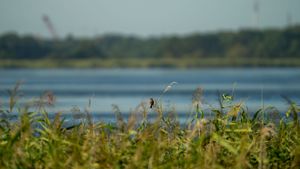 Wetland landscape with tall reeds and water in background.