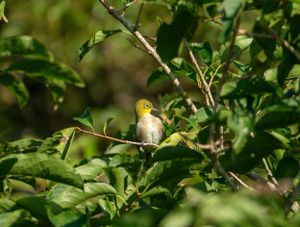 Warbler bird hidden among green leaves and branches.