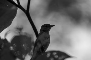 Black and white photo of a small songbird perched on a branch in soft focus.